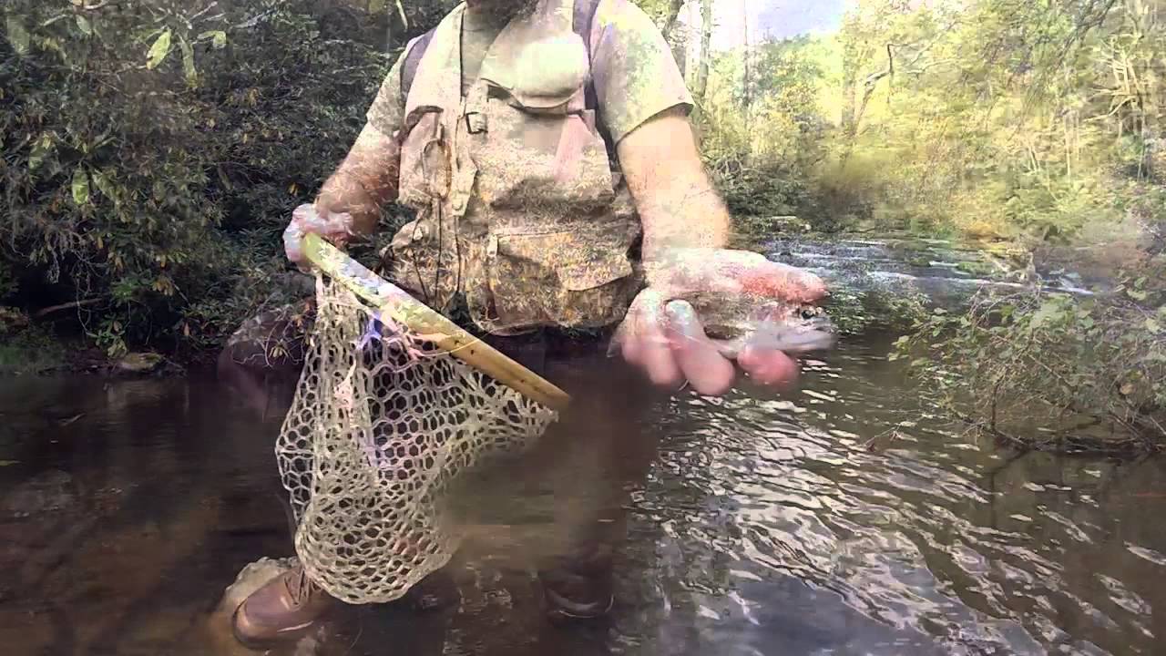 Fly Fishing the Abrams Creek Horseshoe YouTube
