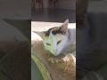 yah cat ka do poochh hai short video 😲🙀🐈 #shorts #cat #trending #visakaroys #youtubeshorts #viral