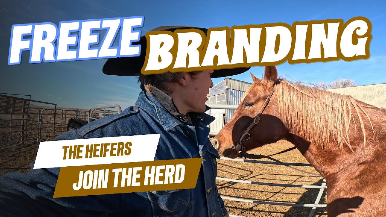 День из жизни — работа в загоне!