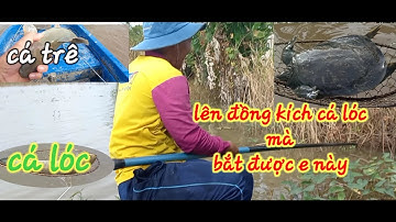 (tập 2)thấy nước nhiều lên đồng kích cá không ngờ gặp phải ba ba🤣#con nước miền Tây#