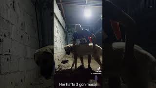 Köpeğime Masaj Yapmayi Seviyorum
