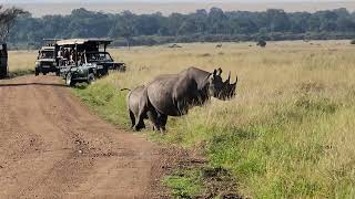 Black Rhino kenlemisoonsafariwith its calf.