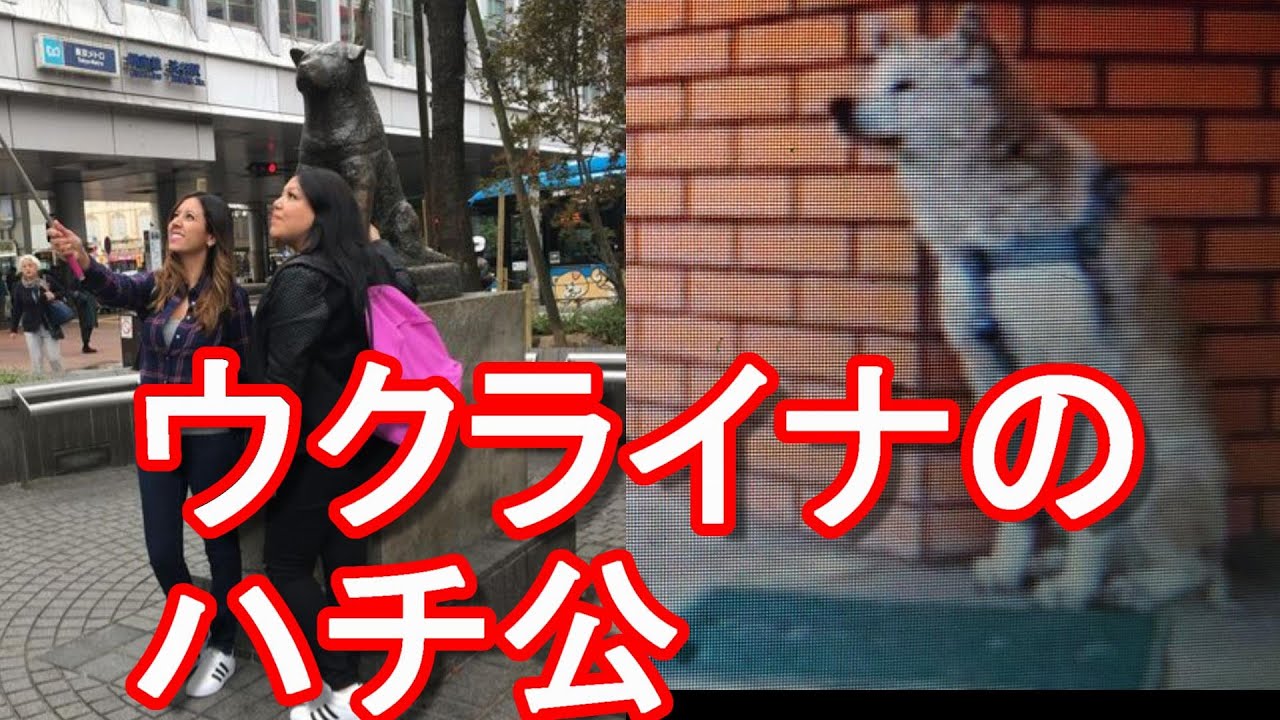 ウクライナの ハチ公 殺害された飼い主を待ち続ける秋田犬のリーニー 緊迫のウクライナ情勢 103 ロシアのウクライナ侵攻 東京 渋谷のハチ公 海外での 日本犬 秋田犬や柴犬 人気 映画 Hachi Youtube