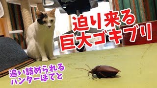 猫のぽてとと一緒に巨大なゴキブリ型ラジコンで遊んでみたら意外な反応だった