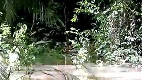 austin stevens almost lost his life 3 times wa cacaca