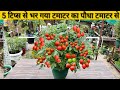 Top 5 tips for tomato plants for more tomotoes