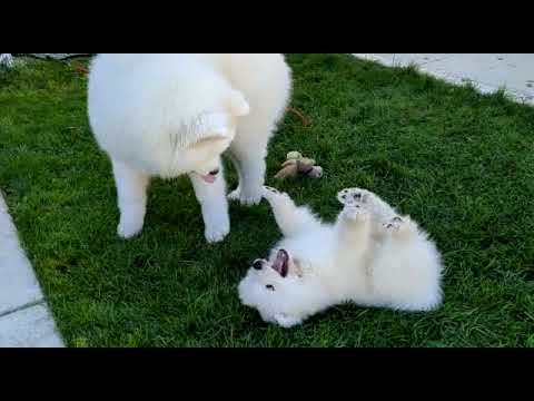 dogs.mp4