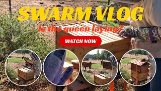 Swarm UPDATE: it’s been a week! How are they doing