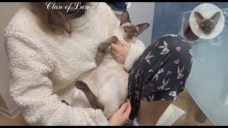 'Work' everyday life of my cats 😊👍😊 oriental cats | cat life | cat family 😊 by Clan of Lumier 249 views 12 days ago 1 minute, 28 seconds