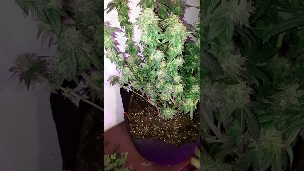 Bud back building LED grow gods green crack REVIEW growing with RJ