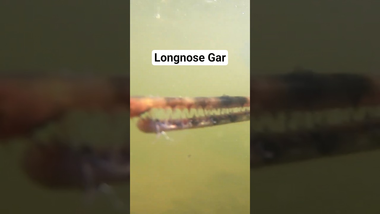 Longnose Gar – ACR Fishing Adventures #fishing #prehistoric