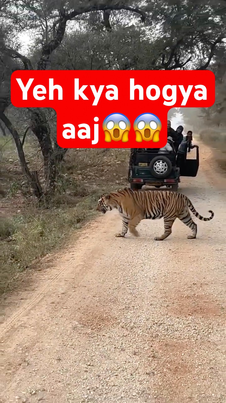 Tiger Encounter🐅 One of the Best Safaris ❤️ Eye to Eye Moment #tiger #tigersafari #wildlife #travel