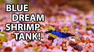 UNBOXING Aquarium Shrimp and Setting Up A New Shrimp Tank