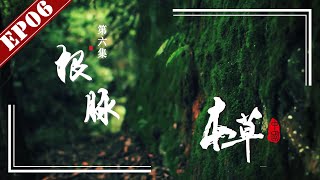【FULL】《本草中国第一季》第6集：根脉 -“The Tale Of Chinese Medicine”S1 EP6：Root【官方高清HD】