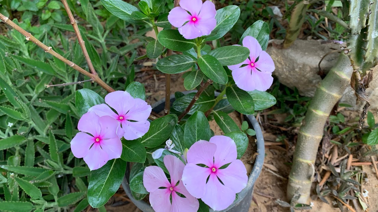 نبات الونكا ، بزراعة نبتة واحدة سيمتلئ المنزل أزهار وشتلات ( عين البزون ، عناقية ، بفتة )