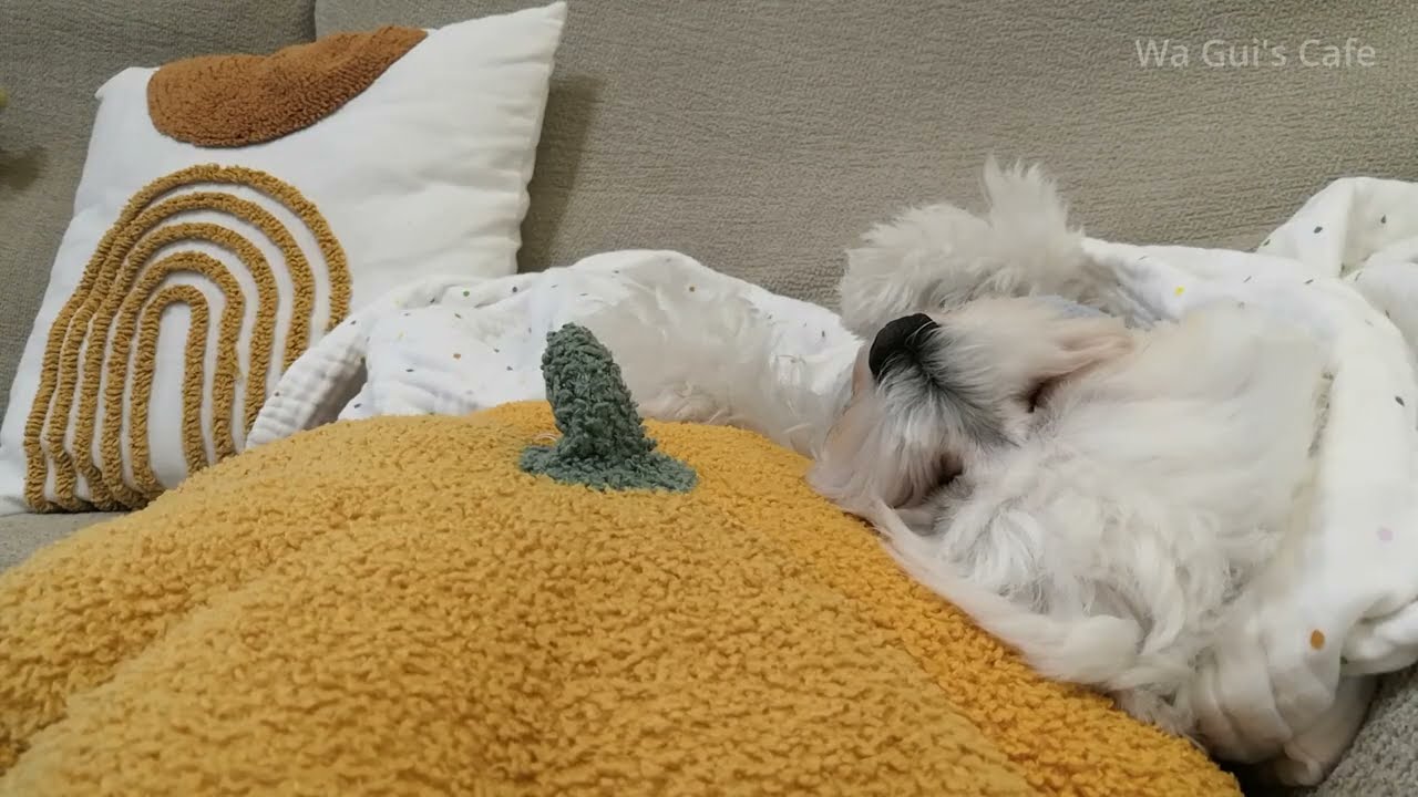 碗粿咖啡廳 ☕🐶 | Bossa Nova 咖啡館音樂 38分鐘｜工作/讀書放鬆背景音樂#Wa Gui Cafe #bossanova #studymusic  #relaxingmusic