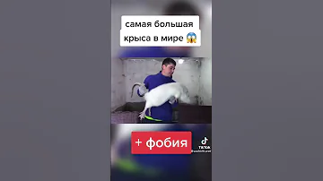 поймали самую большую крысу в мире!!
