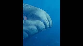 Bloop Vs El Gran Maja| Perkelahian Ikan Monster Laut