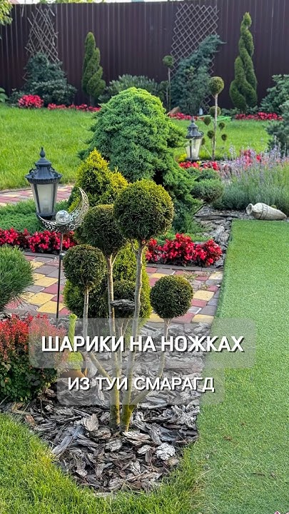 ШАРИКИ НА НОЖКАХ ИЗ ТУИ СМАРАГД #садовыеидеи #стрижкатуи #мульча # ...