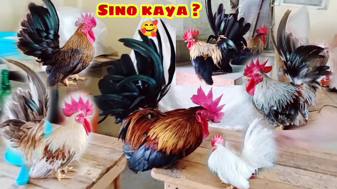ISA ISAHIN NATIN KUNG SINO SA MGA ROOSTER'S KO ANG PUWEDE NATING ILABAN SA SHOW,