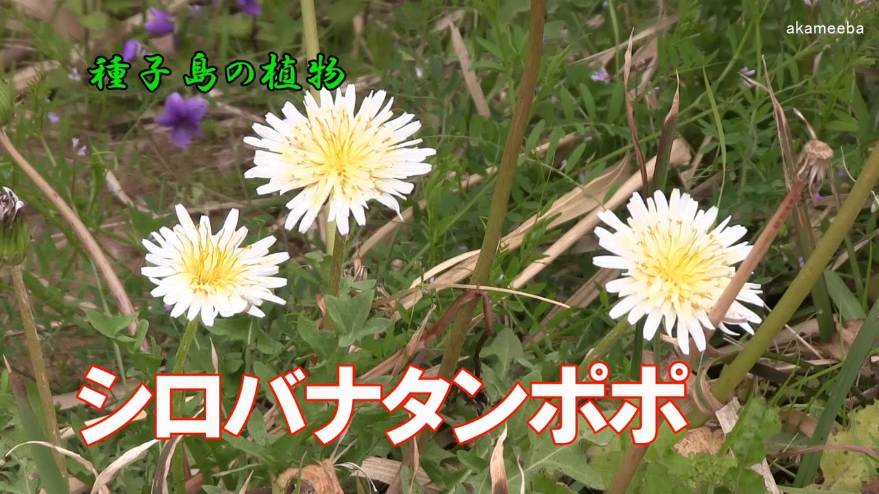 シロバナタンポポ 初春のころ花茎の先に白色の頭花を1個つけ花を咲かせた開花風景令和4年 種子島の植物 Youtube