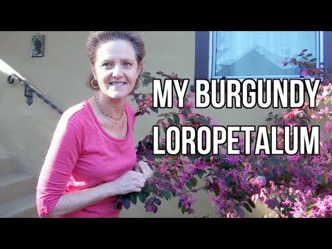 Video: Thông tin về Cắt tỉa Loropetalum - Thời điểm Tốt nhất để Cắt tỉa Loropetalum