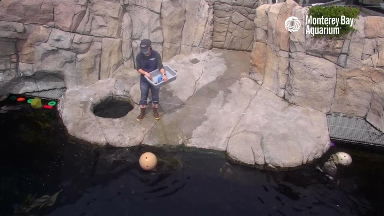 Live Sea Otter Cam feedings - Monterey Bay Aquarium - YouTube