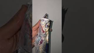 التنين المجنح 🤣🤣 اسمها ايه اللي يعرف يقول في التعليقات #تعلم_فنون_الصيد #fish #fishinglife