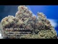 Jack herer  strain theory