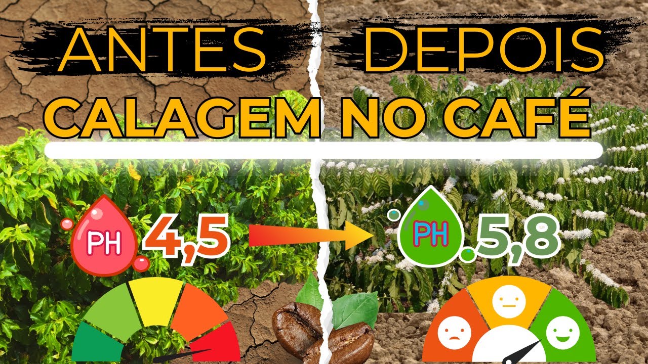🚨 CALAGEM NO CAFÉ: O Segredo para FLORADA EXPLOSIVA (e Solo PERFEITO!) ☕