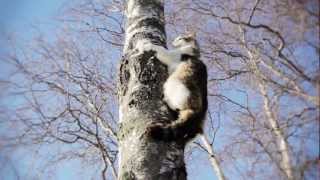 Pourquoi Les Chats Restent Ils Coinces Dans Les Arbres