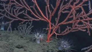 Lophelia Ii 2009 Green Canyon 852