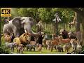 Amazing Wild Animals of Africa | Jungle Life in 4K