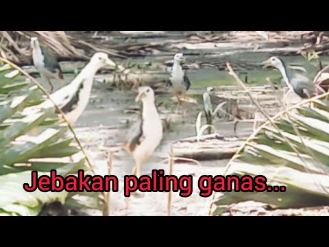 jebakan paling ganas 100% jarang yang tau..