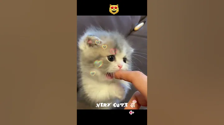 Watch the video about VERY CUTE CAT 😻 #cat #catvideos #catlover #funny #shortvideo #shorts #home #kucinglucu #kucing