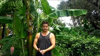 Everything about Ice Cream Banana/Blue Java banana by Randy's Tropical Plants 92,320 views 4 years ago 20 minutes