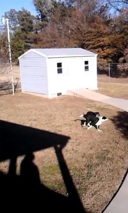Meco and Daisy playing