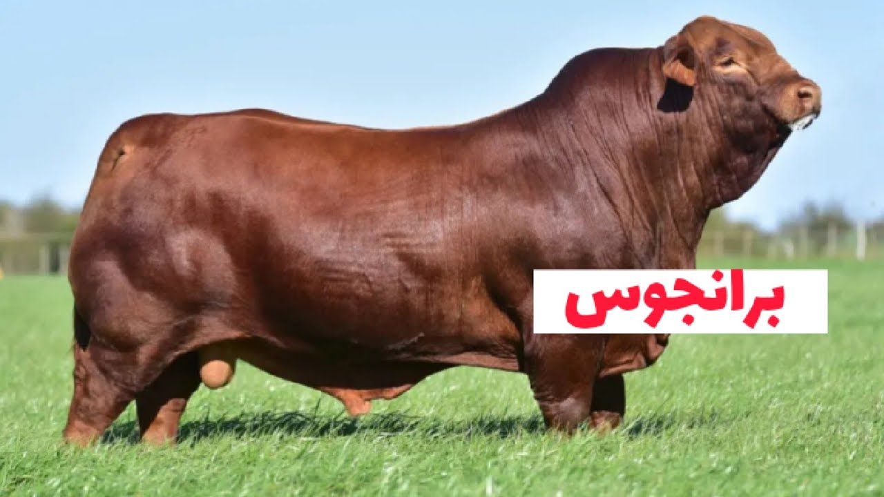 مواصفات بقر برانجوس وأهم خصائصه ومميزاته الإنتاجية