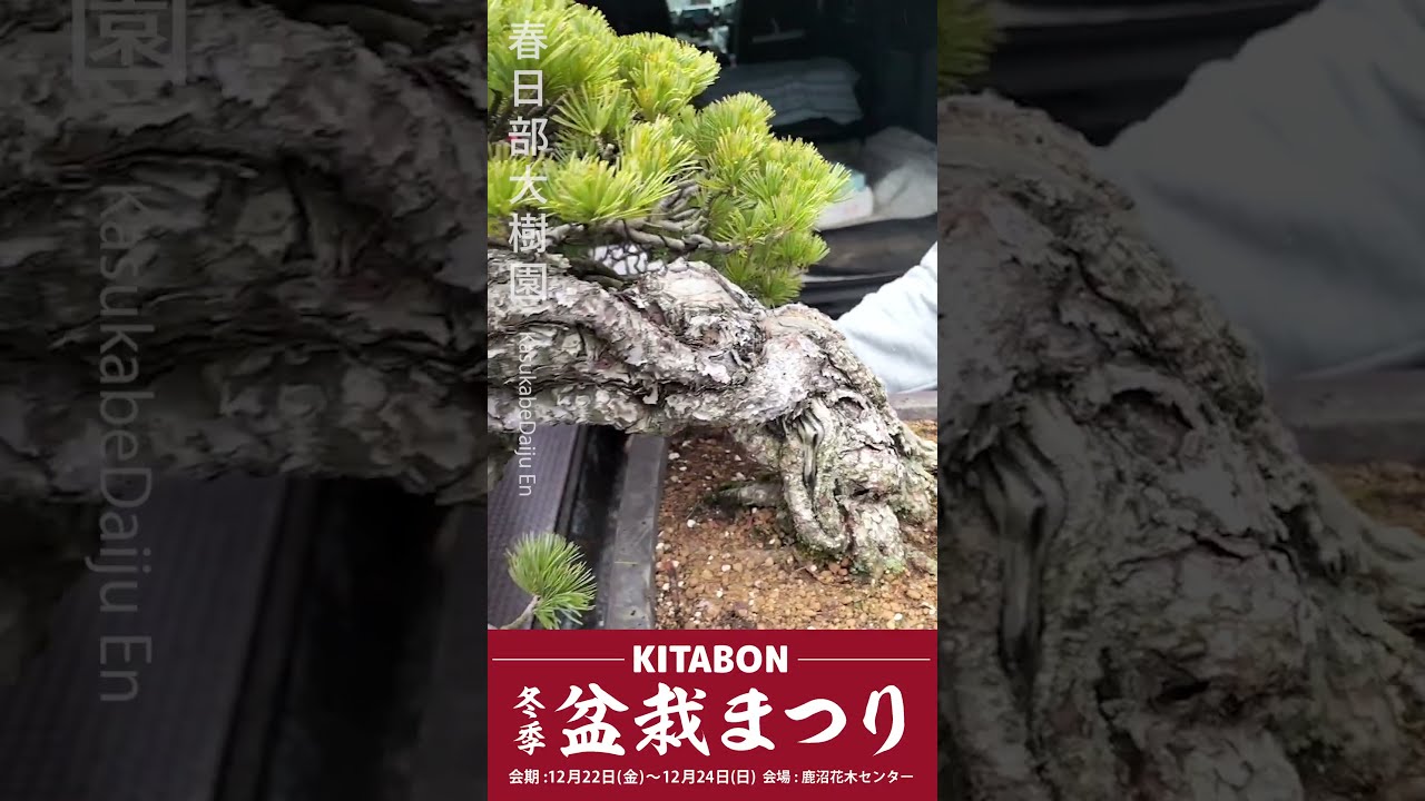 中品那須五葉松盆栽 4-4 はじい