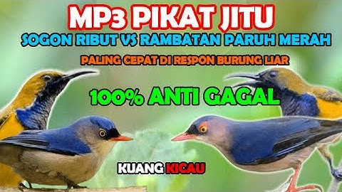 suara pikat burung kecil paling ampuh || sogon ribut vs rambatan paruh merah