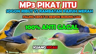 suara pikat burung kecil paling ampuh || sogon ribut vs rambatan paruh merah