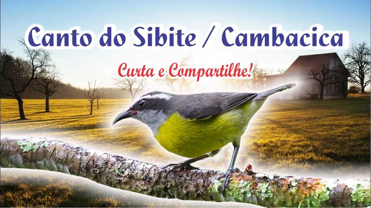 Cambacica: Vídeo mais engraçado do You Tube!!!