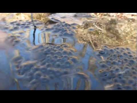 Beneath a Vernal Pool.MTS