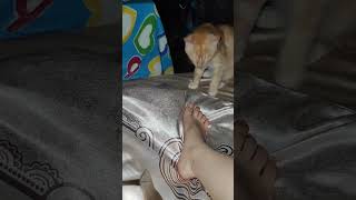 Кусающийся кот (Biting cat)  #cat #kitten #bite #legs #котики #котенок #game