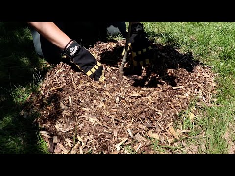 How to Mulch for Healthy Trees