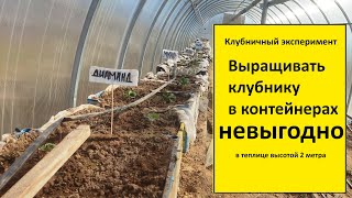 Выращивание клубники в теплице в контейнерах оказалось невыгодно