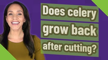 Does celery grow back after cutting?