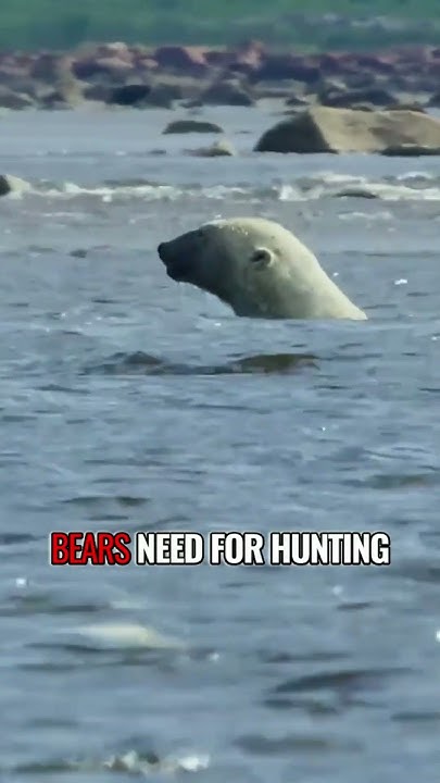 can-polar-bear-survive-in-the-forest-shorts-polarbear-youtube