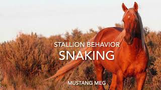 Wild Mustang Stallion Moving His Mares