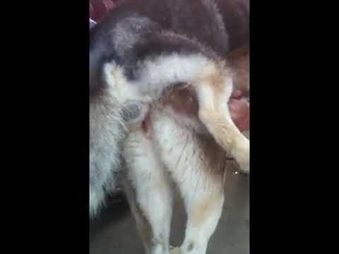 Как выглядит конча собаки